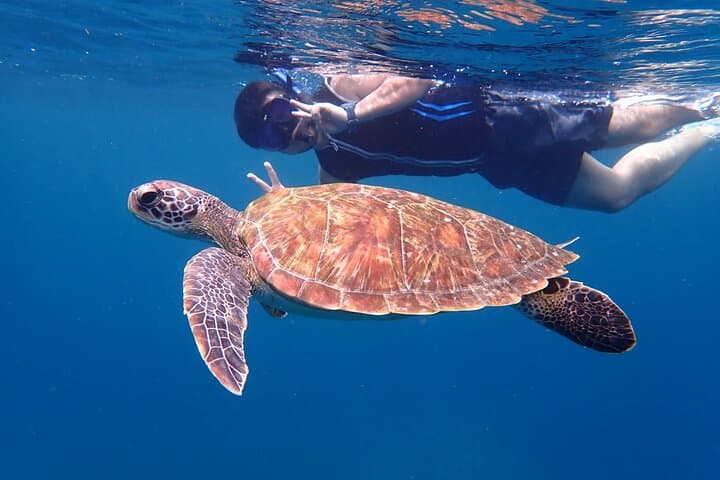 Sea Turtle Snorkeling 3-Hour Tour