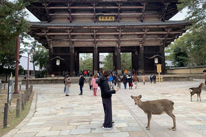 Nara Deer, Great Buddha & Traditional Mochi Experience — photo 6