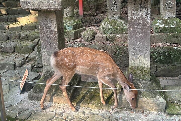 Nara Deer, Great Buddha & Traditional Mochi Experience — photo 7