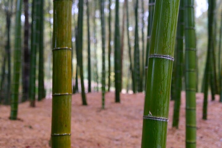 Sacred Waters and Serenity 4 Days Charter Car Tour from Kyoto — photo 3