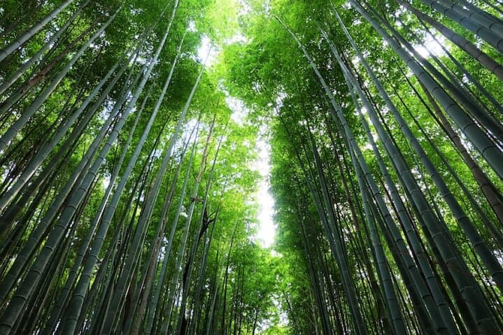 Kyoto Arashiyama, Nara Park, and Fushimi Shrine Tour — photo 14