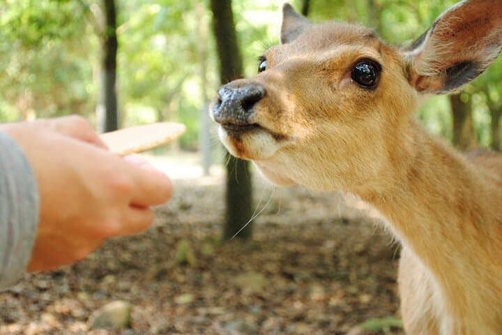 Private Customizable Nara Day Tour by Car from Osaka — photo 4