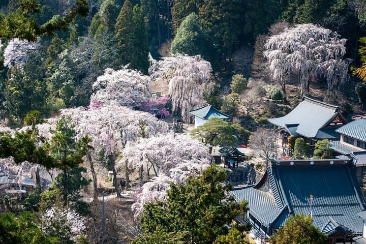 Yamanashi: Minobusan, Japan’s Sacred Mountain of Faith — photo 11