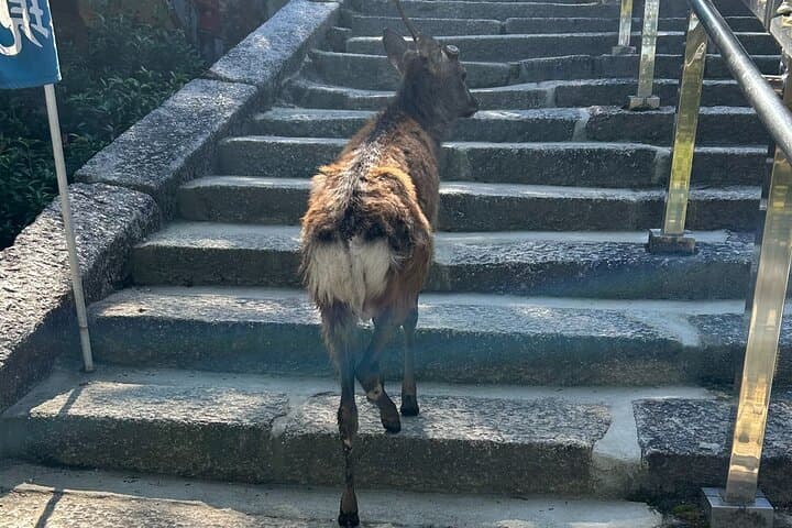 Hiroshima and Miyajima 6 and half Hour Guided Tour — photo 6
