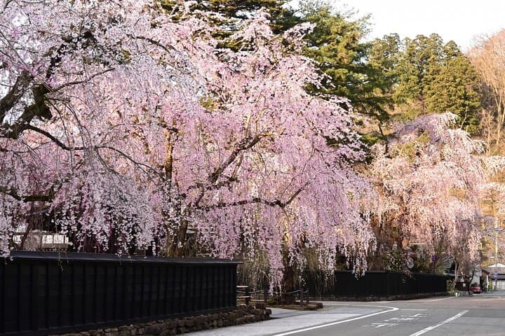 Akita: Kakunodate Samurai District & Residence Tour — photo 7