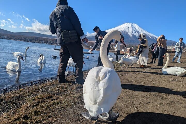 Explore Mt. Fuji : 2-Day Private Camping & Sightseeing Tour — photo 14