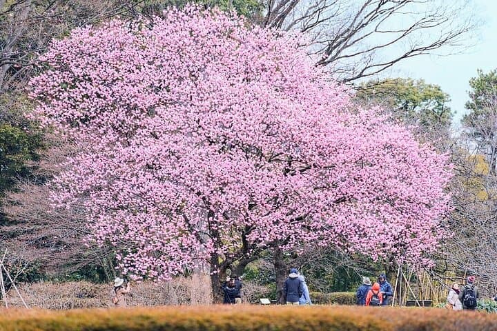 Tokyo Castle & Imperial PalaceーShogun Walking Tour — photo 2