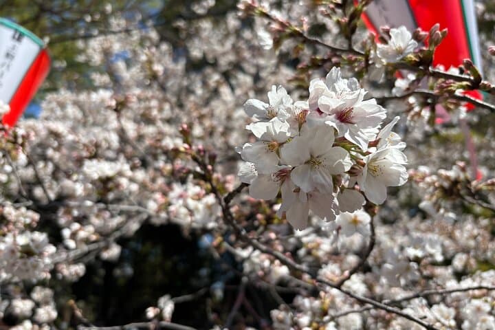 Cherry Blossoms and Strawberry Picking Tour from Tokyo Kawagoe — photo 2