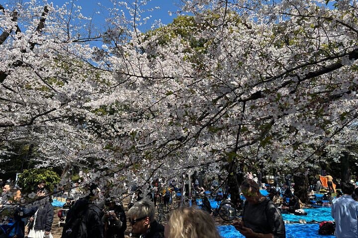 Cherry Blossoms and Strawberry Picking Tour from Tokyo Kawagoe — photo 3