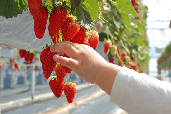 Cherry Blossoms and Strawberry Picking Tour from Tokyo Kawagoe — photo 4