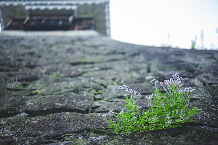 English Haiku Experience at Matsuyama Castle — photo 3
