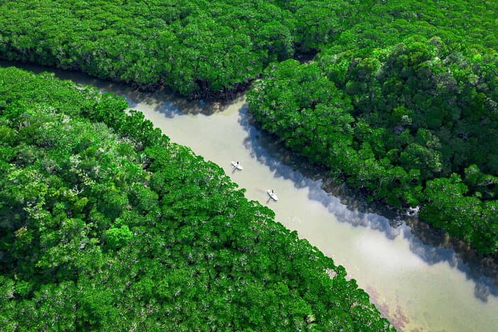 Ishigaki Mangrove and Sea SUP or Kayak with Drone and SLR Footage — photo 6