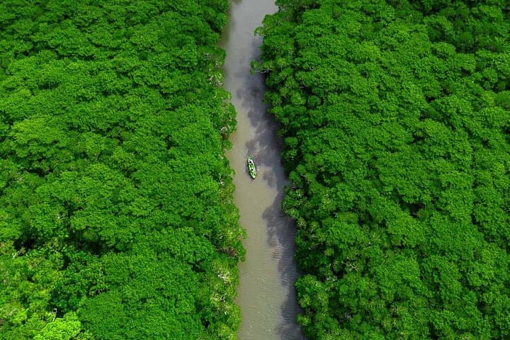 Ishigaki Mangrove and Sea SUP or Kayak with Drone and SLR Footage — photo 12