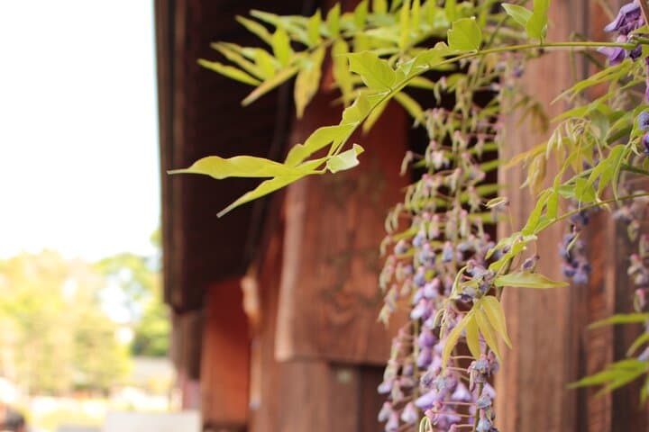 Quiet Highlights Walking Tour in Kanazawa — photo 3