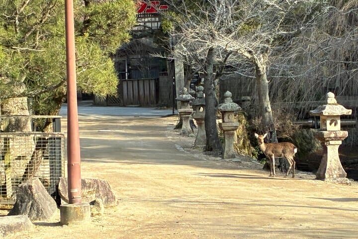 Miyajima Silent Walk – A Boundary-Crossing Experience — photo 5