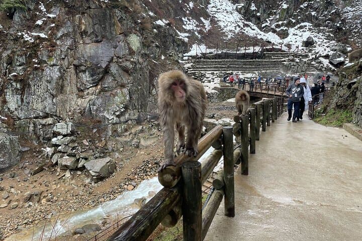 Green Season Snow Monkeys: Baby Monkeys & Scenic Forest Walk — photo 15