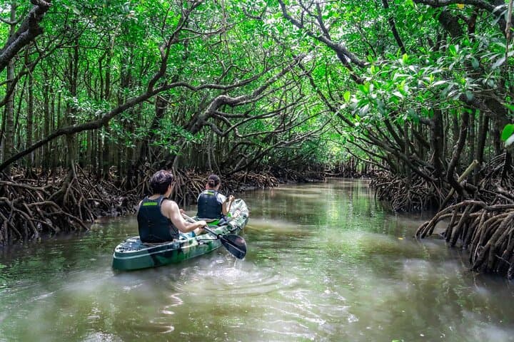 Ishigaki Mangrove and Sea SUP or Kayak with Drone and SLR Footage — photo 4