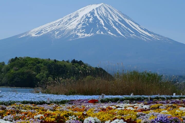 Season Special: Private Mt. Fuji Shibazakura Spring Tour — photo 18