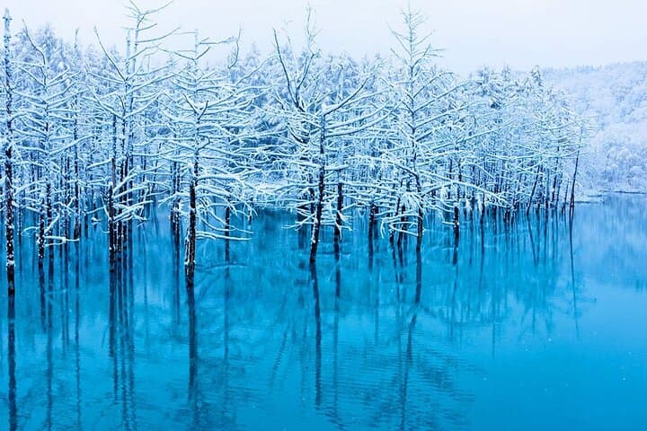 Hokkaido Tour, Asahiyama Zoo, Christmas Tree and Biei Green Pond — photo 6