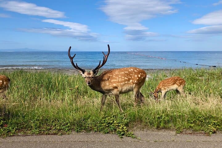 Sustainable Ezo Deer Craft Experience