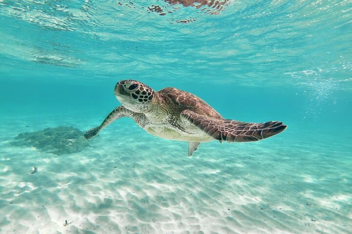 Miyakojima 《Private VIP Plan》[With drone photography｜Nemo & sea turtle snorkel tour] No additional charge｜Full refund guarantee｜Free rental and photography — photo 7