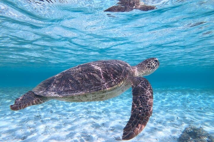 Miyakojima 《Encounter rate 100% ongoing》 [Sea Turtle & Clownfish Snorkeling] No additional fee｜Full refund guarantee｜1 year old OK｜Free rental and photography — photo 3