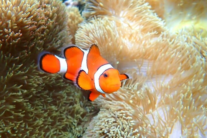 Miyakojima 《Encounter rate 100% ongoing》 [Sea Turtle & Clownfish Snorkeling] No additional fee｜Full refund guarantee｜1 year old OK｜Free rental and photography — photo 4
