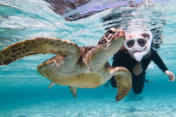 Miyakojima 《Encounter rate 100% ongoing》 [Sea Turtle & Clownfish Snorkeling] No additional fee｜Full refund guarantee｜1 year old OK｜Free rental and photography — photo 8