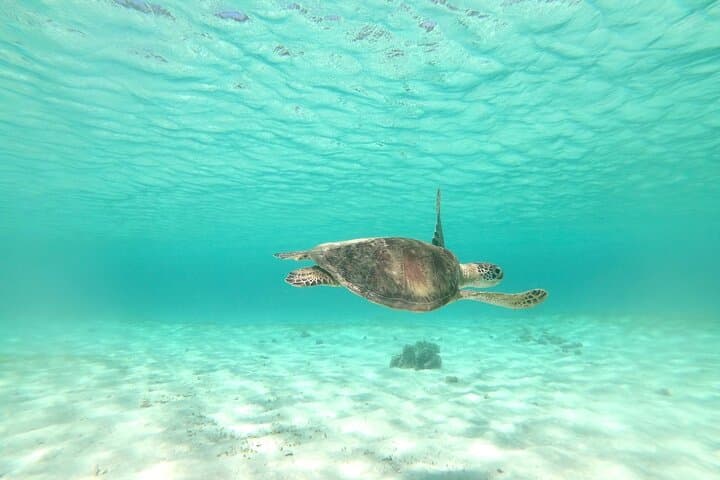 Miyakojima 《Encounter rate 100% ongoing》 [Sea Turtle & Clownfish Snorkeling] No additional fee｜Full refund guarantee｜1 year old OK｜Free rental and photography — photo 13