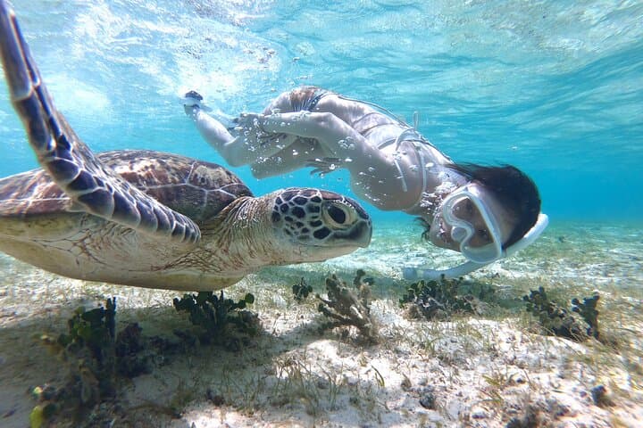 Miyakojima 《Encounter rate 100% ongoing》 [Sea Turtle & Clownfish Snorkeling] No additional fee｜Full refund guarantee｜1 year old OK｜Free rental and photography — photo 17