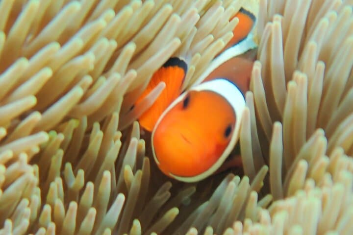 Miyakojima 《Encounter rate 100% ongoing》 [Sea Turtle & Clownfish Snorkeling] No additional fee｜Full refund guarantee｜1 year old OK｜Free rental and photography — photo 14