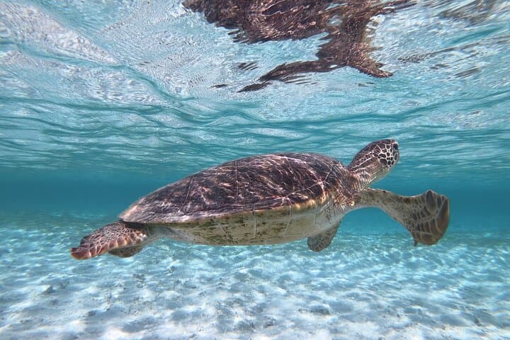 Miyakojima 《Encounter rate 100% ongoing》 [Sea Turtle & Clownfish Snorkeling] No additional fee｜Full refund guarantee｜1 year old OK｜Free rental and photography — photo 15