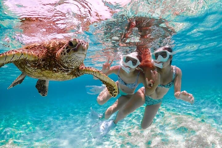 Miyakojima 《Encounter rate 100% ongoing》 [Sea Turtle & Clownfish Snorkeling] No additional fee｜Full refund guarantee｜1 year old OK｜Free rental and photography — photo 19