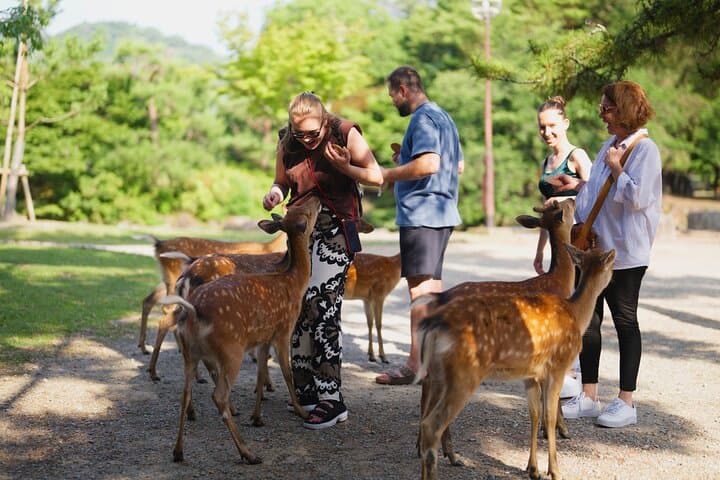 Private Kyoto and Nara Cultural Tour- English Speaking Driver — photo 12