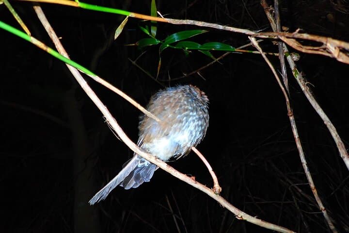 Pick-up and drop-off consultation available MIYAKO ISLAND Starry Sky and Jungle Exploration Night Safari Tour — photo 4