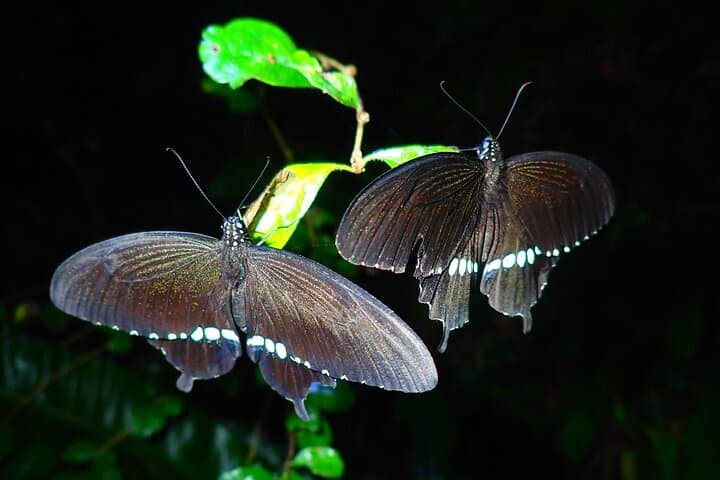 Pick-up and drop-off consultation available MIYAKO ISLAND Starry Sky and Jungle Exploration Night Safari Tour — photo 9