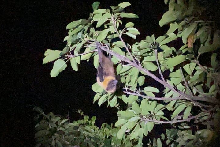 Pick-up and drop-off consultation available MIYAKO ISLAND Starry Sky and Jungle Exploration Night Safari Tour — photo 12