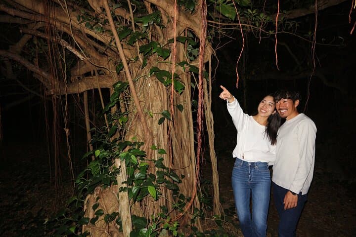 Pick-up and drop-off consultation available MIYAKO ISLAND Starry Sky and Jungle Exploration Night Safari Tour — photo 14