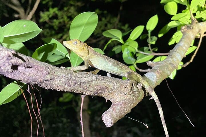 Pick-up and drop-off consultation available MIYAKO ISLAND Starry Sky and Jungle Exploration Night Safari Tour — photo 16