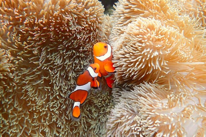 Miyakojima 《Private VIP Plan》[With drone photography｜Nemo & sea turtle snorkel tour] No additional charge｜Full refund guarantee｜Free rental and photography — photo 6