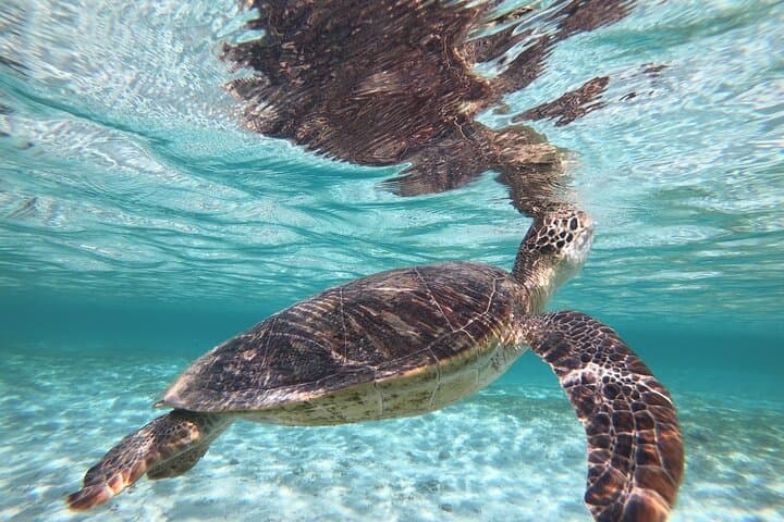Miyakojima 《Private VIP Plan》[With drone photography｜Nemo & sea turtle snorkel tour] No additional charge｜Full refund guarantee｜Free rental and photography — photo 11