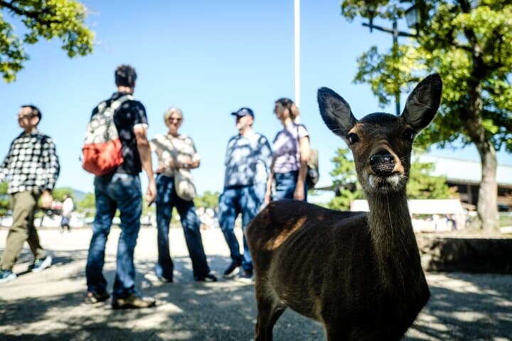 Private Walk to Hidden Miyajima — photo 7