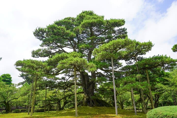 Kanazawa Highlights, Curated: Gardens, Craft & Geisha District — photo 15