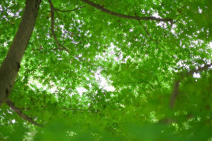Kanazawa Highlights, Curated: Gardens, Craft & Geisha District — photo 10