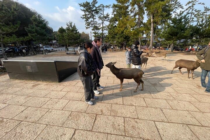 Private Tours by Luxurious Vans in Kyoto, Osaka, Nara. — photo 5