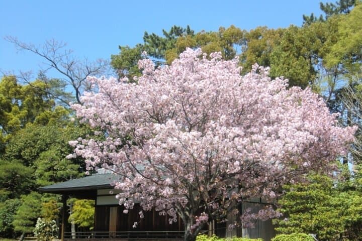 Kyoto: Nijo Castle World Heritage Guided Tour with Admission — photo 2