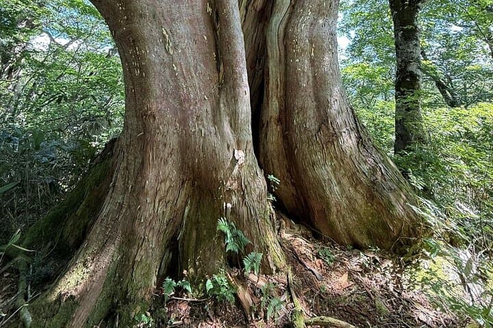 Kurikoma Kodo Ancient Trail Trekking 1000 Years of History — photo 9