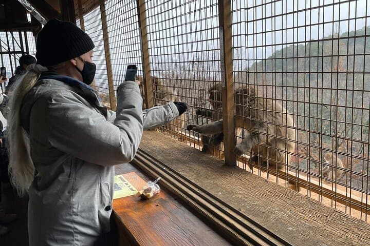 Kyoto: Arashiyama Highlights and Monkey Park in 3 Hours — photo 2