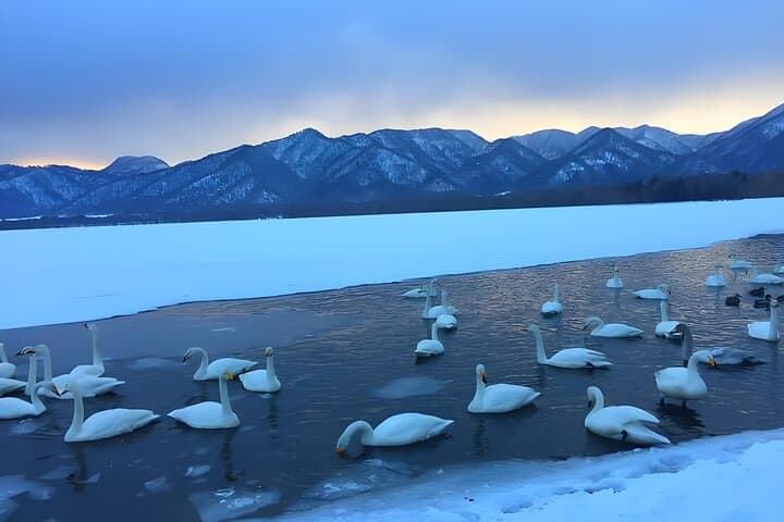 Sapporo Private Tour: Asahiyama Zoo, Ramen Village & Sake Brewery — photo 3