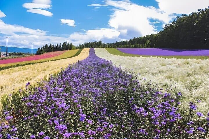 Sapporo Private Tour: Farm Tomita, Blue Pond & Biei Flowers — photo 10